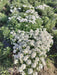 Candituft Iberis Amara (Garden Festival, Coutry of Origin - Netherlands) - Farmers Stop
