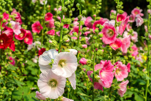 Hollyhock Summer Carnival Seed (Garden Festival) - Farmers Stop