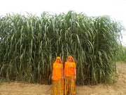 Nutrifeed Green and Hay Fodder (Advanta) - Farmers Stop
