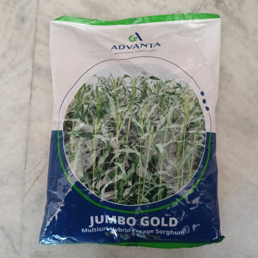Jumbo Gold - Multicut Hybrid Forage Sorghum (Advanta) - Farmers Stop