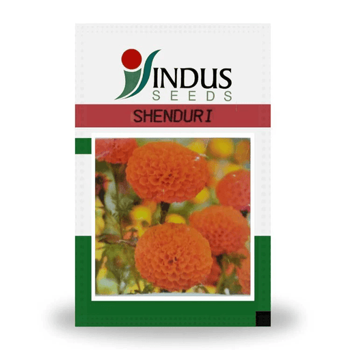 Shenduri/सिंदूरी  F1 Hybrid Orange Marigold (Indus Seeds) - Farmers Stop