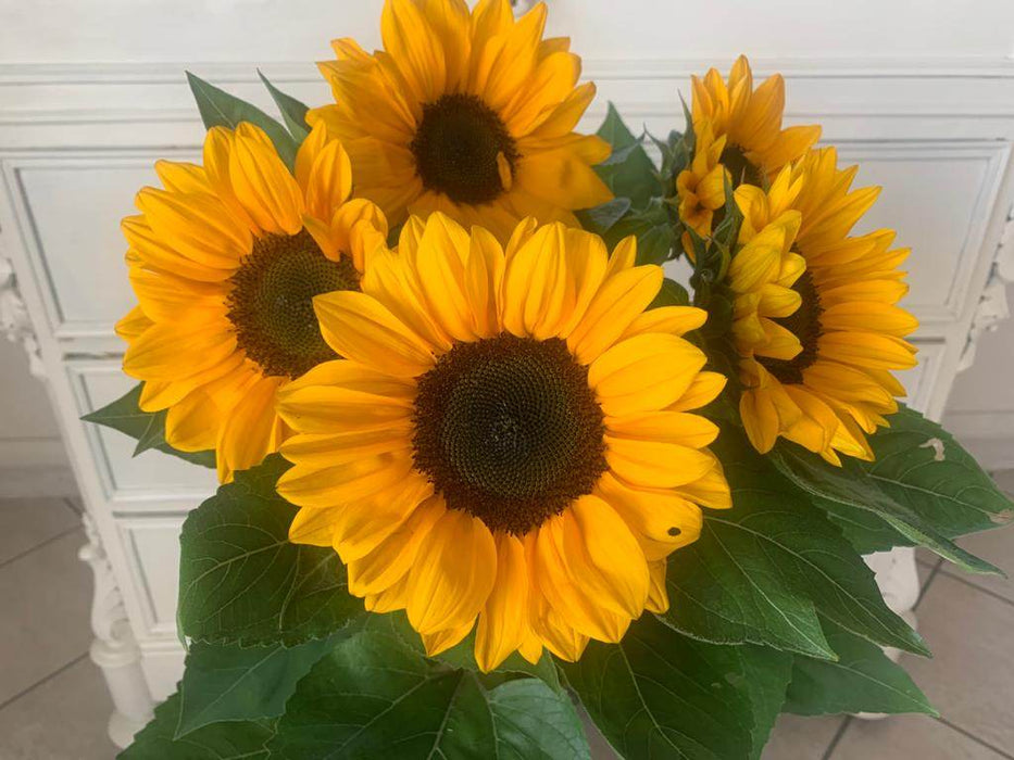 Ornamnetal Sunflower - for Cut Flower (Garden Festival) - Farmers Stop