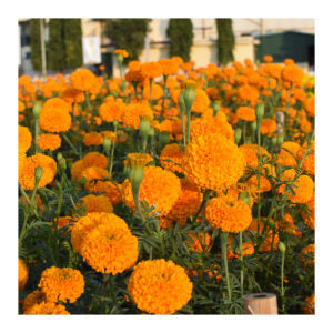 Bengal Orange 368 F1 Hybrid Marigold (East West Seeds)