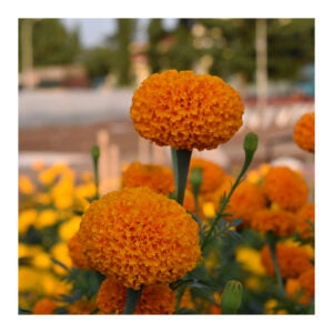 Bengal Orange 368 F1 Hybrid Marigold (East West Seeds)