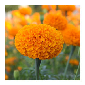 Bengal Orange 368 F1 Hybrid Marigold (East West Seeds)