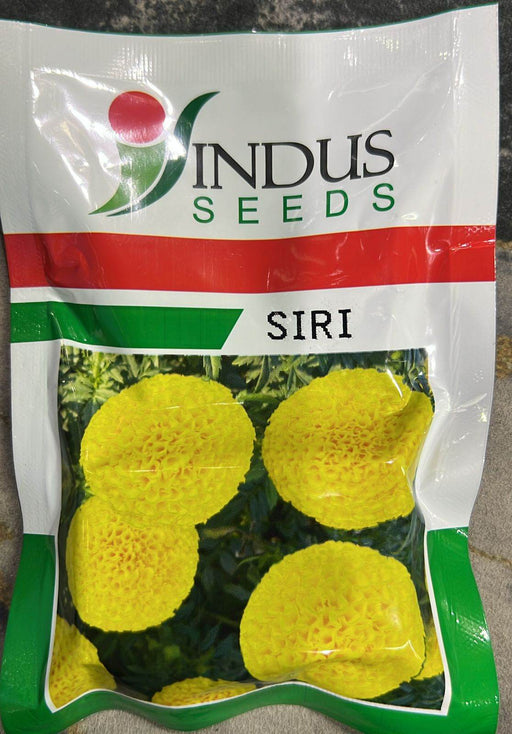 SIRI Hybrid F1 Yellow Marigold (Indus Seeds) - Farmers Stop