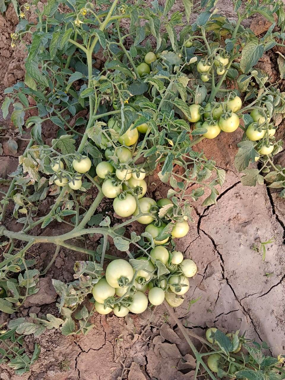 Ayaan(TO7042)/आयान F1 Hybrid Tomato(Syngenta) - Farmers Stop