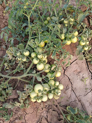Ayaan(TO7042)/आयान F1 Hybrid Tomato(Syngenta) - Farmers Stop