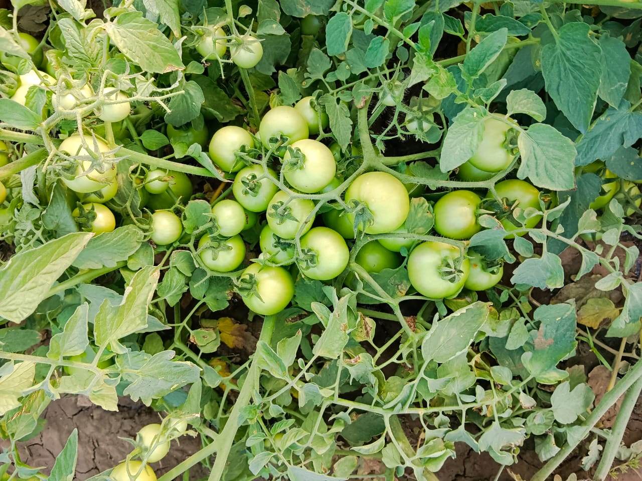 Ayaan (TO7042)/आयान F1 Hybrid Tomato Seeds - Syngenta