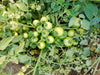 Ayaan(TO7042)/आयान F1 Hybrid Tomato(Syngenta) - Farmers Stop