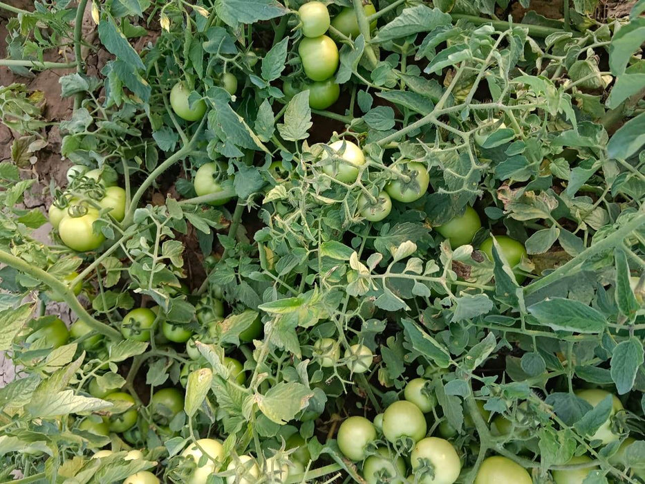 Ayaan(TO7042)/आयान F1 Hybrid Tomato(Syngenta) - Farmers Stop