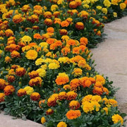 French Marigold Hot Pak™ Mixture (PanAmerican) - Farmers Stop