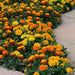 French Marigold Hot Pak™ Mixture (PanAmerican) - Farmers Stop