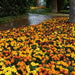 French Marigold Hot Pak™ Mixture (PanAmerican) - Farmers Stop