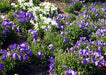 Bell Flower (Campanula carpatica) Clips Mix (Banery) - Farmers Stop