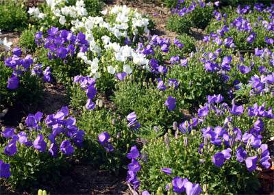 Bell Flower (Campanula carpatica) Clips Mix (Banery) - Farmers Stop