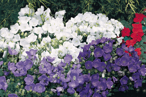 Bell Flower (Campanula carpatica) Clips Mix (Banery) - Farmers Stop