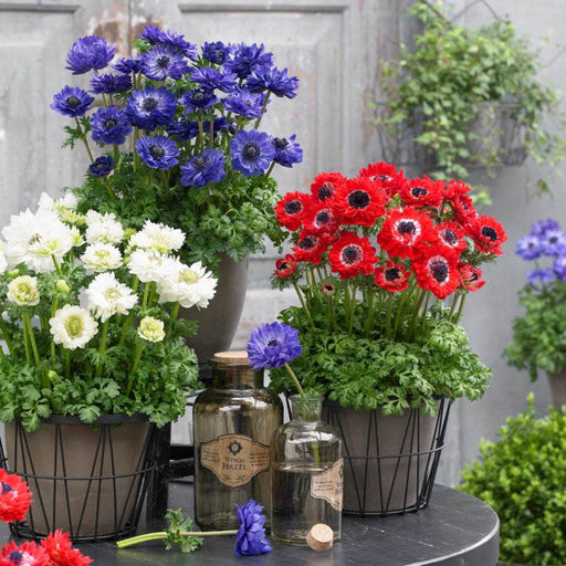 HARMONY DOUBLE F1 ANEMONE (SAKATA) - Farmers Stop