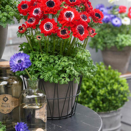 HARMONY DOUBLE F1 ANEMONE (SAKATA) - Farmers Stop