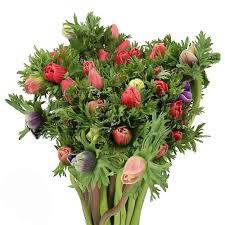 Anemone Mona Lisa® Mixture (PanAmerican) - Farmers Stop