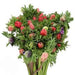 Anemone Mona Lisa® Mixture (PanAmerican) - Farmers Stop