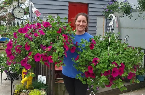 Trailing/Hanging Petunia Easy Wave® (PanAmerican) - Farmers Stop