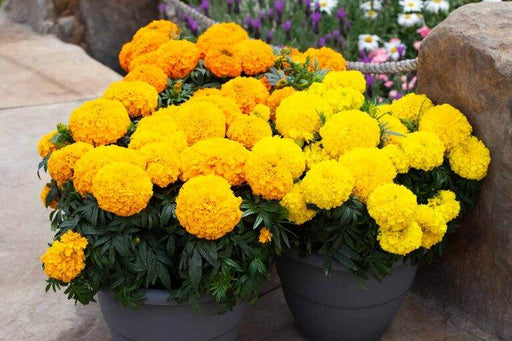 Big Top Mix F1 Hybrid Dwarf African Marigold (floranova) - Farmers Stop