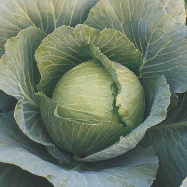 Shaurya F1 Hybrid Cabbage (Seminis) - Farmers Stop