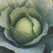 Shaurya F1 Hybrid Cabbage (Seminis) - Farmers Stop