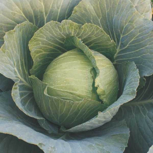 Shaurya F1 Hybrid Cabbage (Seminis) - Farmers Stop