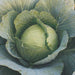 Shaurya F1 Hybrid Cabbage (Seminis) - Farmers Stop