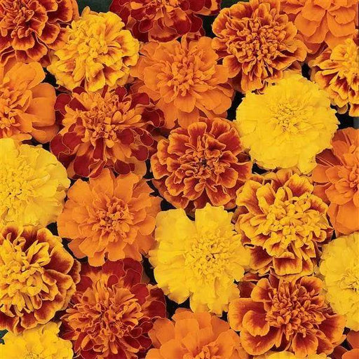 Bonanza™ Mixture F1 Hybrid French Marigold (PanAmerican) - Farmers Stop
