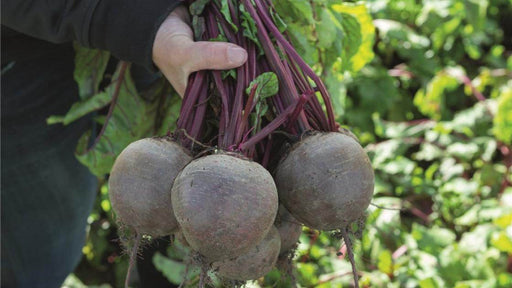 Bikores F1 Hybrid Beetroot (Kalash seeds) - Farmers Stop