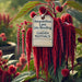 Amaranthus Love Lies Bleeding (Garden Festival's) - Farmers Stop