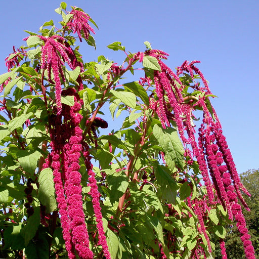 Amaranthus Love Lies Bleeding (Garden Festival's) - Farmers Stop