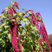 Amaranthus Love Lies Bleeding (Garden Festival's) - Farmers Stop