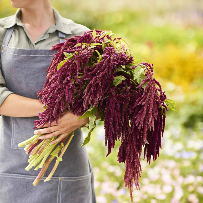 Amaranthus Love Lies Bleeding (Garden Festival's) - Farmers Stop