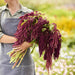 Amaranthus Love Lies Bleeding (Garden Festival's) - Farmers Stop