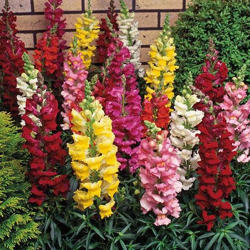 Antirrhinum Tom Thumb Mix (Garden Festival's) - Farmers Stop