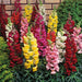 Antirrhinum Tom Thumb Mix (Garden Festival's) - Farmers Stop
