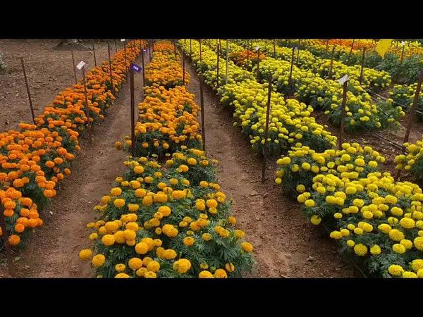 African Tall F1 Hybrid Marigold (Garden Festival) - Farmers Stop