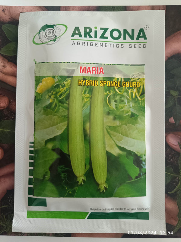 Maria F1 Hybrid White Seeded Sponge Gourd (Arizona AgriGenetics Seed) - Farmers Stop