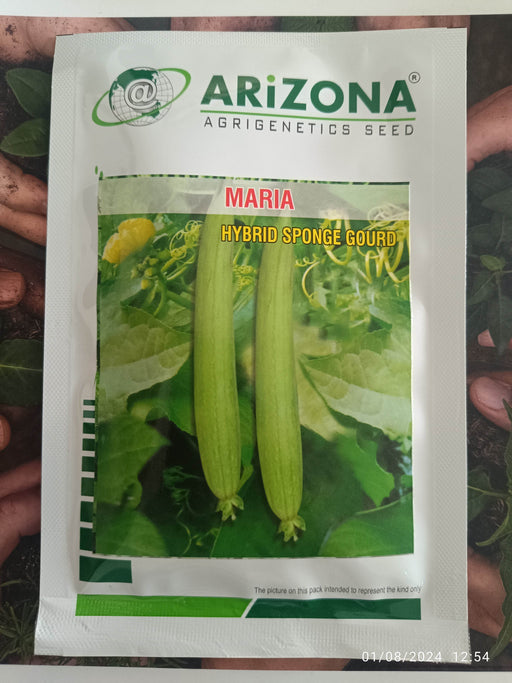 Maria F1 Hybrid White Seeded Sponge Gourd (Arizona AgriGenetics Seed) - Farmers Stop
