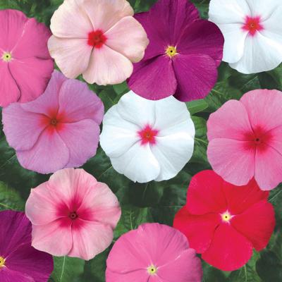 Vinca SunStorm Formula Mix (Synegnta Flower) - Farmers Stop