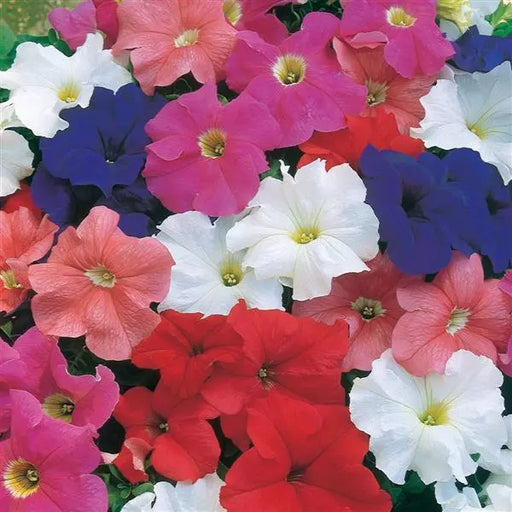 Dreams F1 Hybrid Petunia Mix (PanAmerican) - Farmers Stop