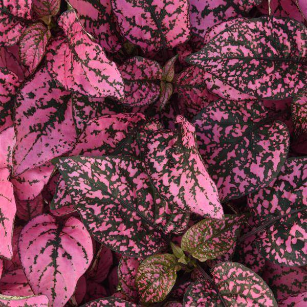 Hypoestes Imported Super Quality Mix (Garden Festival) - Farmers Stop
