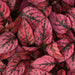 Hypoestes Imported Super Quality Mix (Garden Festival) - Farmers Stop