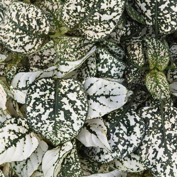 Hypoestes Imported Super Quality Mix (Garden Festival) - Farmers Stop