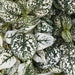 Hypoestes Imported Super Quality Mix (Garden Festival) - Farmers Stop