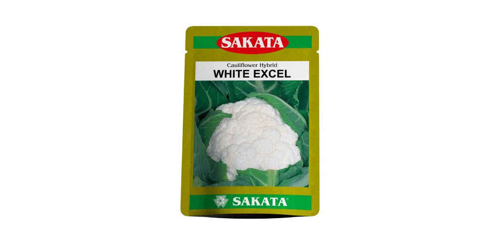 White Excel F1 Hybrid Cauliflower (Sakata Seeds) - Farmers Stop